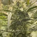 Divine Seeds Auto Moon Rock
