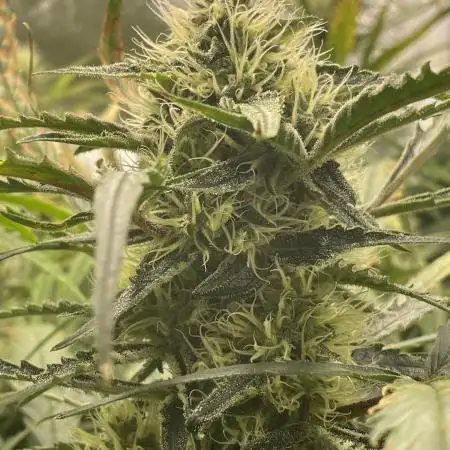 Divine Seeds Auto Moon Rock