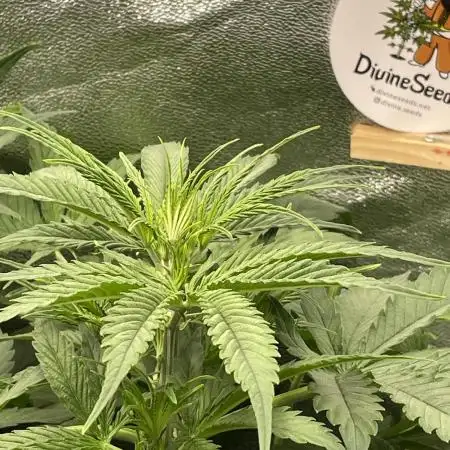 Divine Seeds Auto Fractal