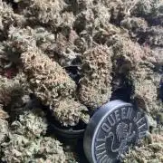 👑🦍Royal Gorilla Auto RQS🦁