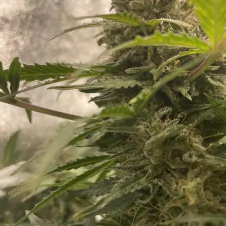 Divine Seeds Auto Northern Light