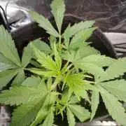 🧠💭Amnesia Haze Auto RQS🦁