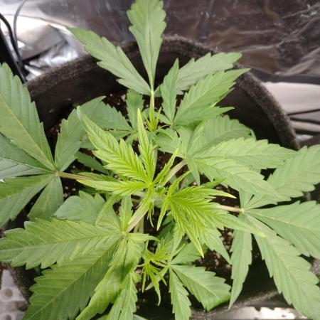 🧠💭Amnesia Haze Auto RQS🦁