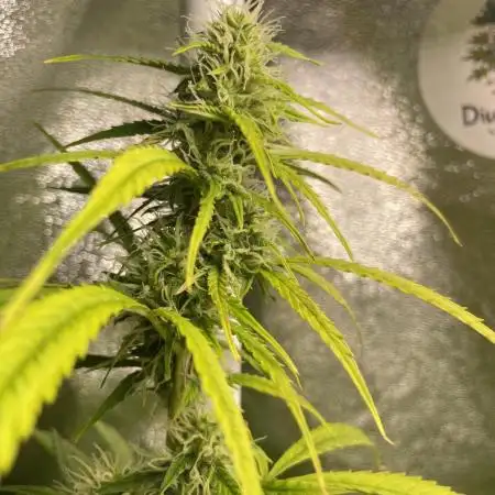 Divine Seeds Auto Black Opium