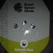 🧠💭Amnesia Haze Auto RQS🦁