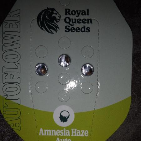 🧠💭Amnesia Haze Auto RQS🦁