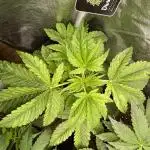 Divine Seeds Auto Black Opium