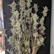 DivineSeeds🍇PurpleOpium