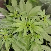 🧠💭Amnesia Haze Auto RQS🦁