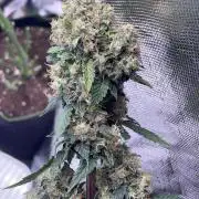 🥦Cime di Rap🥦 Zamnesia