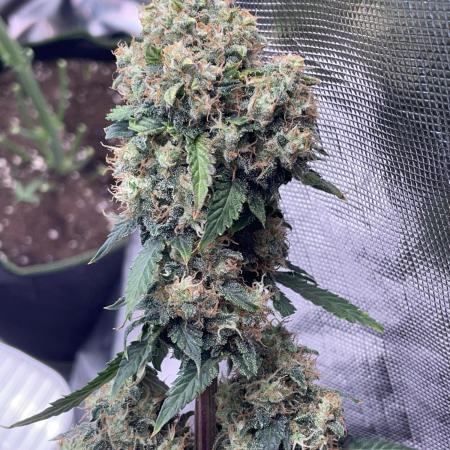🥦Cime di Rap🥦 Zamnesia