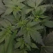 🥦Cime di Rap🥦 Zamnesia