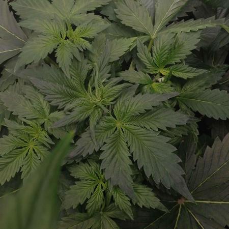 🥦Cime di Rap🥦 Zamnesia