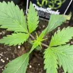 Divine Seeds Auto Moon Rock