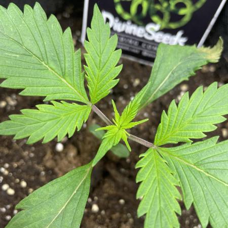 Divine Seeds Auto Moon Rock