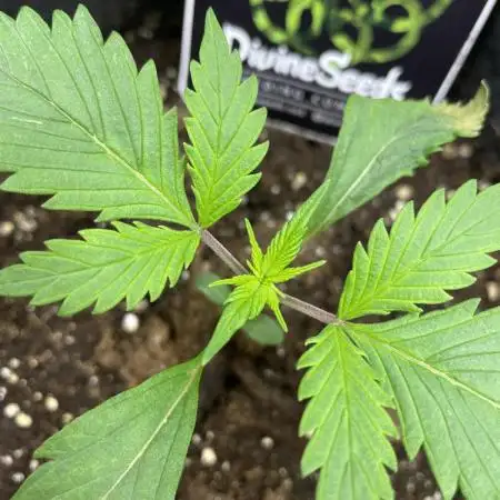 Divine Seeds Auto Moon Rock
