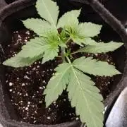 👑🦍Royal Gorilla Auto RQS🦁