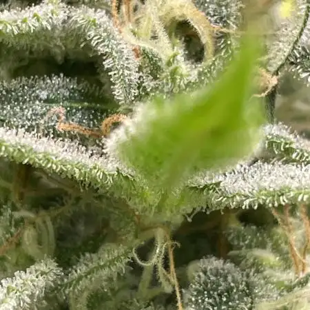 Divine Seeds Auto Fractal