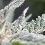 Divine Seeds Auto Fractal #2