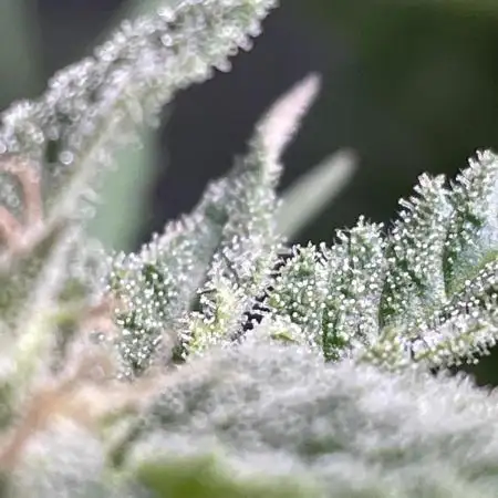Divine Seeds Auto Fractal #2