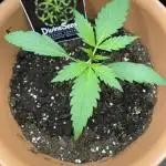 Divine Seeds Auto Fractal #2