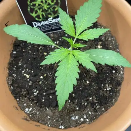 Divine Seeds Auto Fractal #2