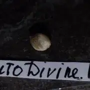 🤺Divine Rapier Auto DivineSeeds