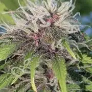 😈🍋Purple Lemonade auto - RQS🦁