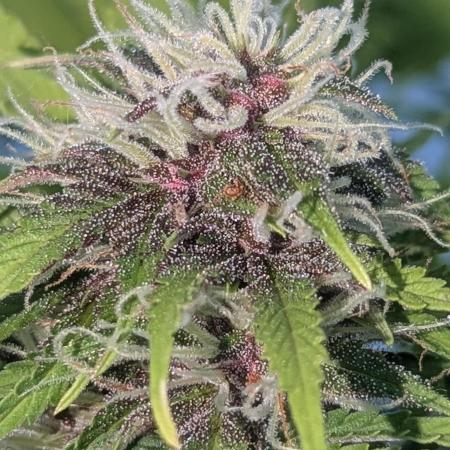 😈🍋Purple Lemonade auto - RQS🦁