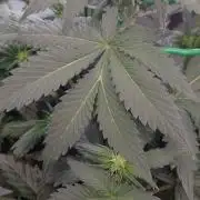 🥦Cime di Rap🥦 Zamnesia