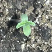 🧠💭Amnesia Haze Auto RQS🦁