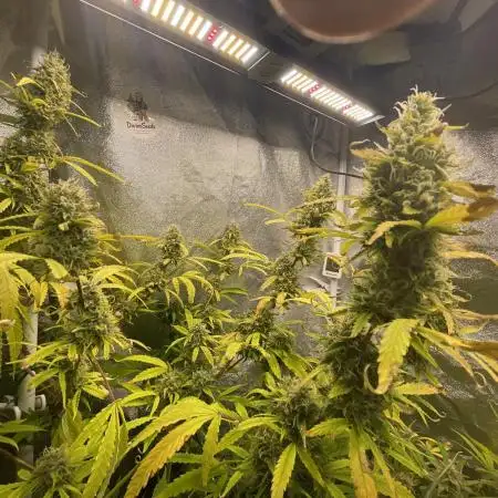 Divine Seeds Auto Black Opium