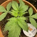 Divine Seeds Auto Northern Light #2