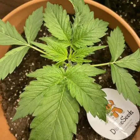 Divine Seeds Auto Northern Light #2