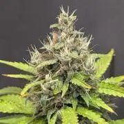 🍇Purple Opium auto-Divine Seeds