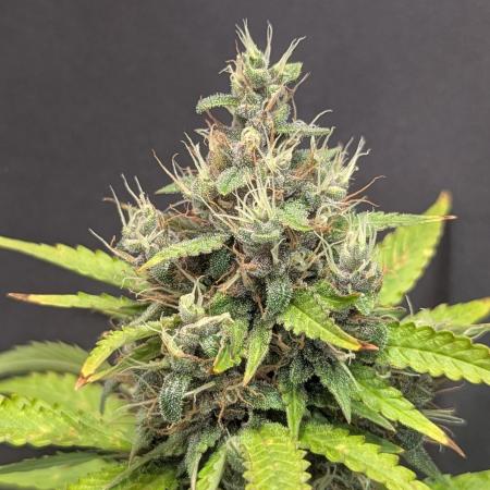 🍇Purple Opium auto-Divine Seeds