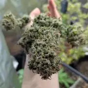 🍦Gelato Auto Zamnesia