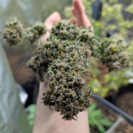 🍦Gelato Auto Zamnesia