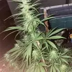 Divine Seeds Auto Fractal #2