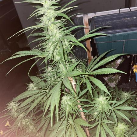 Divine Seeds Auto Fractal #2