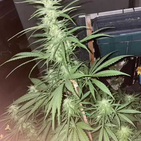 Divine Seeds Auto Fractal #2