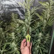 RQS🦁Cherry Pie 🍒🥧