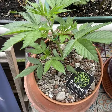 Divine Seeds Auto Northern Light #2
