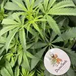 Divine Seeds Auto Moon Rock