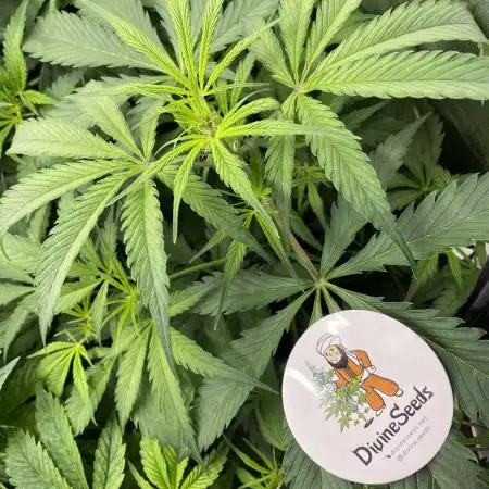 Divine Seeds Auto Moon Rock