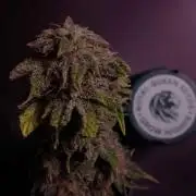 IGrowCan Sherbet Queen Auto RQS
