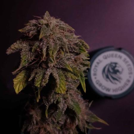 IGrowCan Sherbet Queen Auto RQS