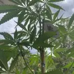 Divine Seeds Auto Northern Light #2