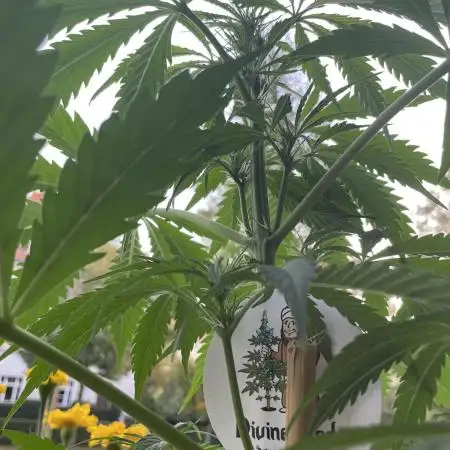 Divine Seeds Auto Black Opium #2