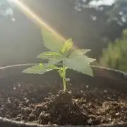 Tropicana Cookies Auto 🍍🍪 - Outdoor